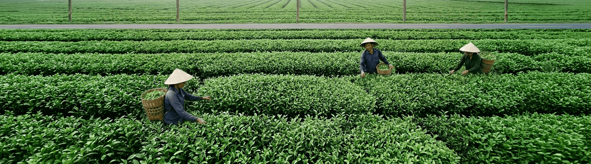 蔓茶文化慢活哲學