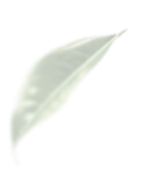 茶葉