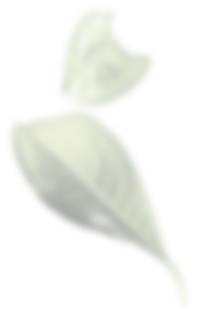 茶葉