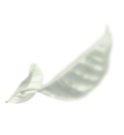 茶葉